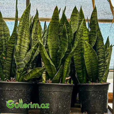 Sansevieria (Sansiveriya)