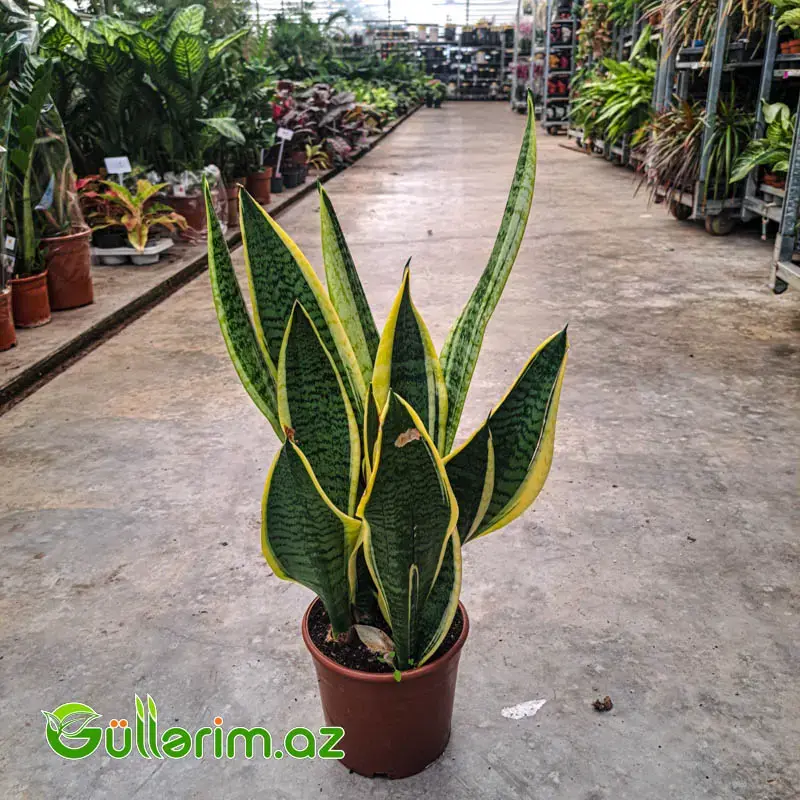 Sansevieria (Sansiveriya)