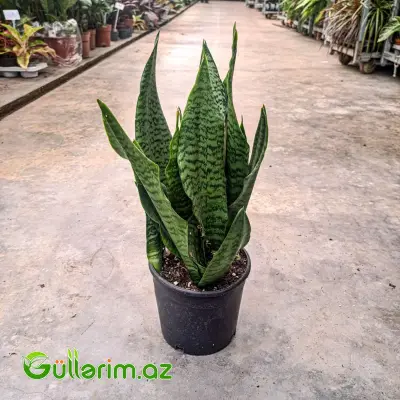 Sansevieria (Sansiveriya)