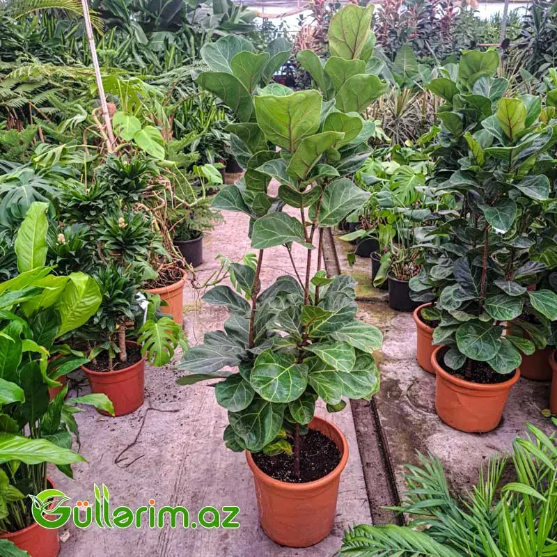 Ficus lyrata (Fikus lirata)