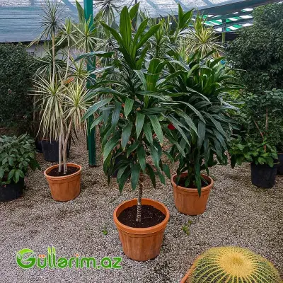 Dracaena fragrans (Drasena fraqnans)