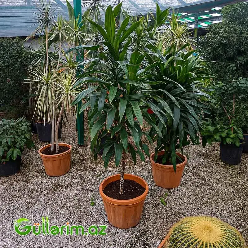 Dracaena fragrans (Drasena fraqnans)