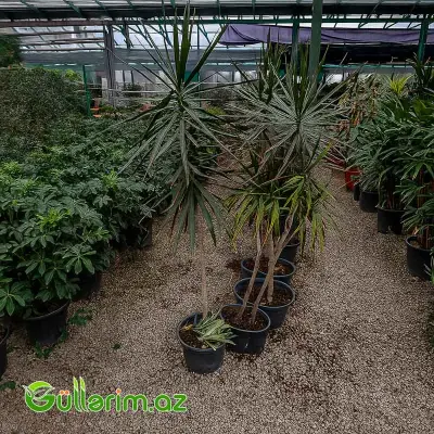 Dracaena Marginata (Drasena Marqinata)