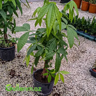 Pachira (Pul Ağacı)