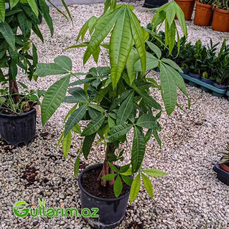 Pachira (Pul Ağacı)