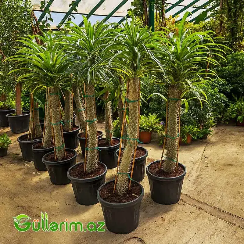 Palma (Madaqaskar Xurması)