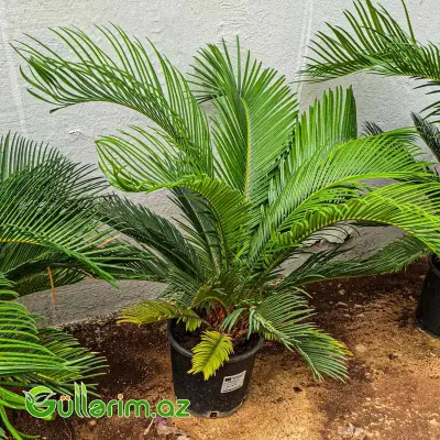 Sago Palma (Saqo Xurması)