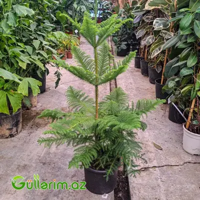 Araucaria (Norfolk Şamı)