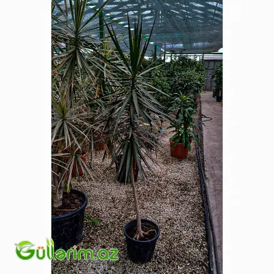 Dracaena Marginata (Drasena Marqinata)