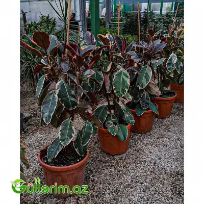 Ficus Elastica (Fikus elastika)