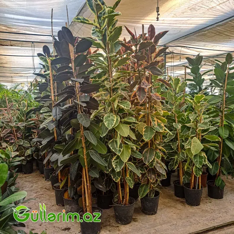 Ficus Elastica (Fikus elastika)