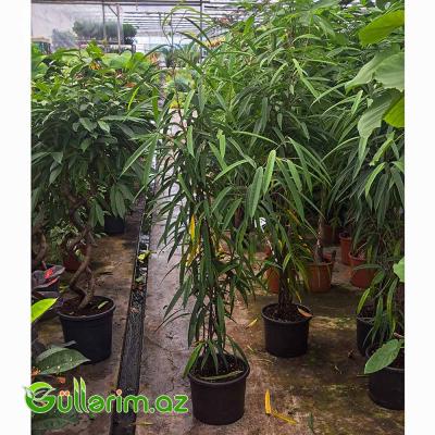 Ficus Alii