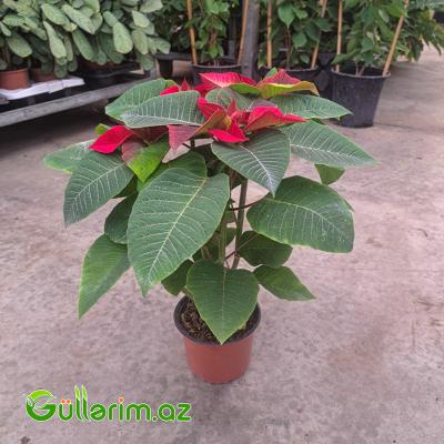 Poinsettia (Atatürk çiçəyi)
