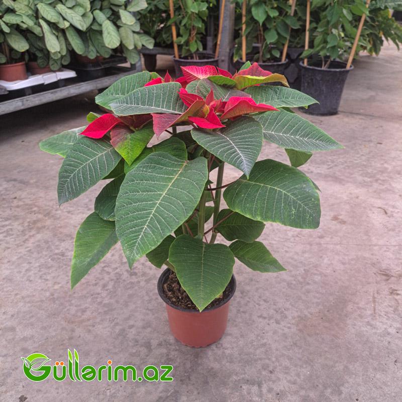 Poinsettia (Atatürk çiçəyi)