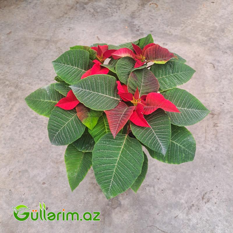 Poinsettia (Atatürk çiçəyi)