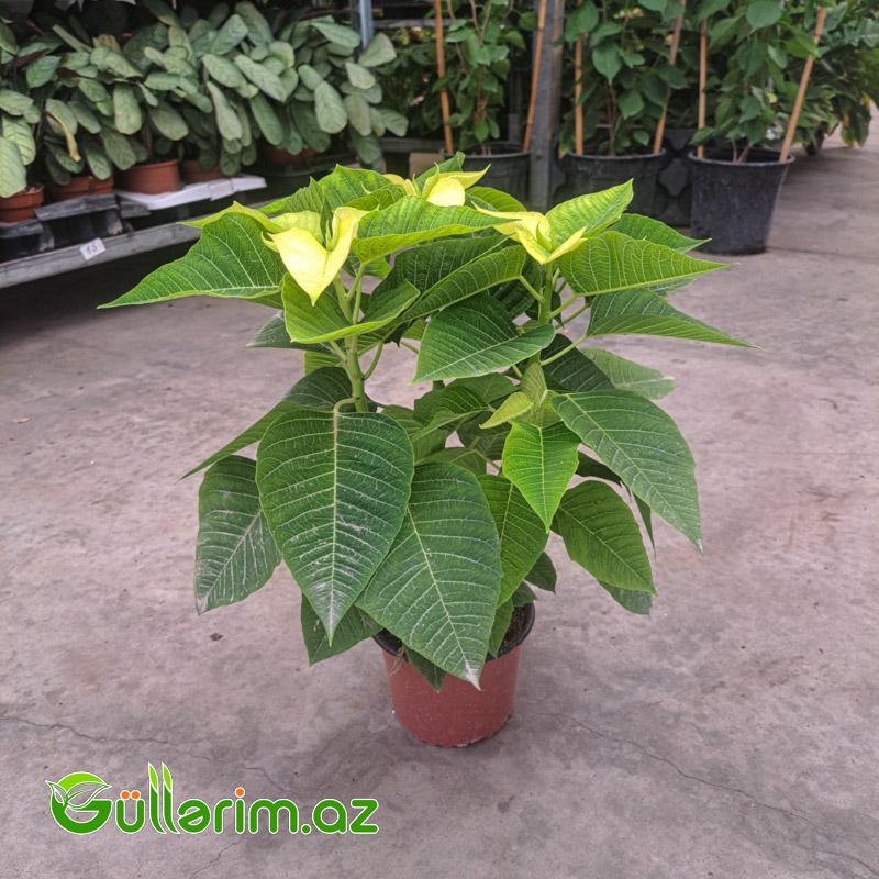 Poinsettia (Atatürk çiçəyi)