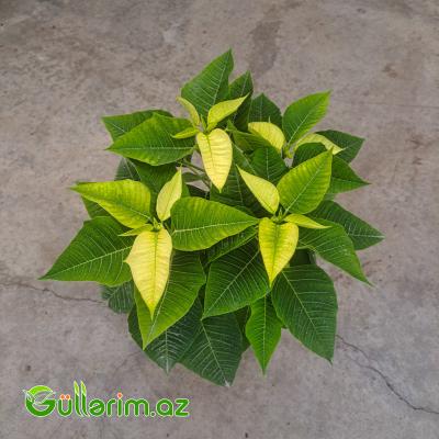 Poinsettia (Atatürk çiçəyi)