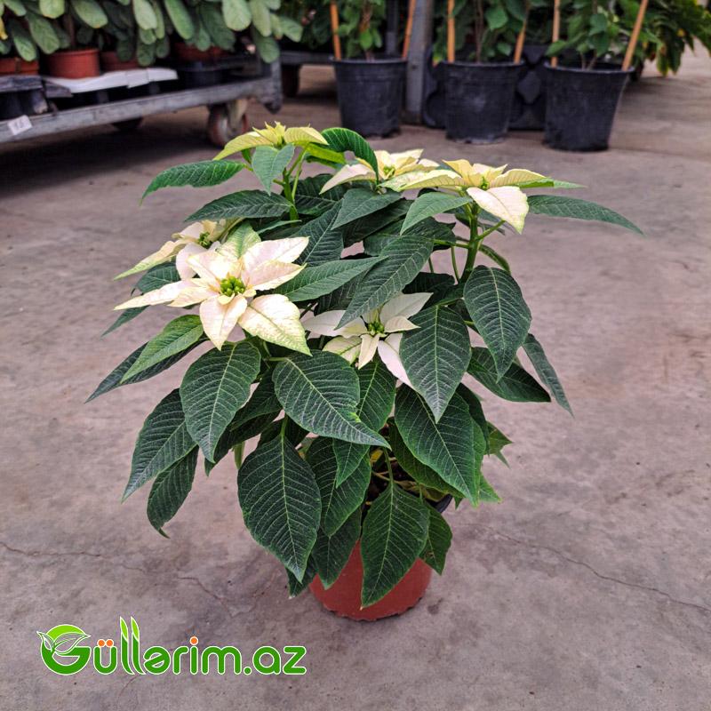 Poinsettia (Atatürk çiçəyi)