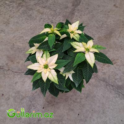Poinsettia (Atatürk çiçəyi)
