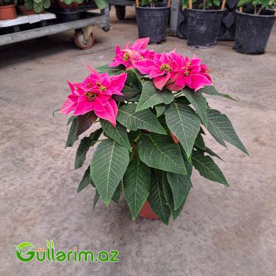 Poinsettia (Atatürk çiçəyi)