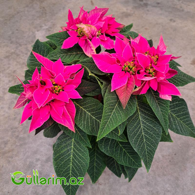 Poinsettia (Atatürk çiçəyi)