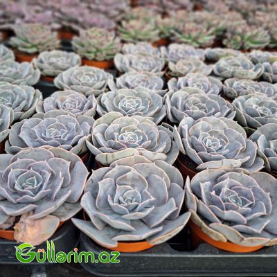 Sukulent (Boz Echeveria)