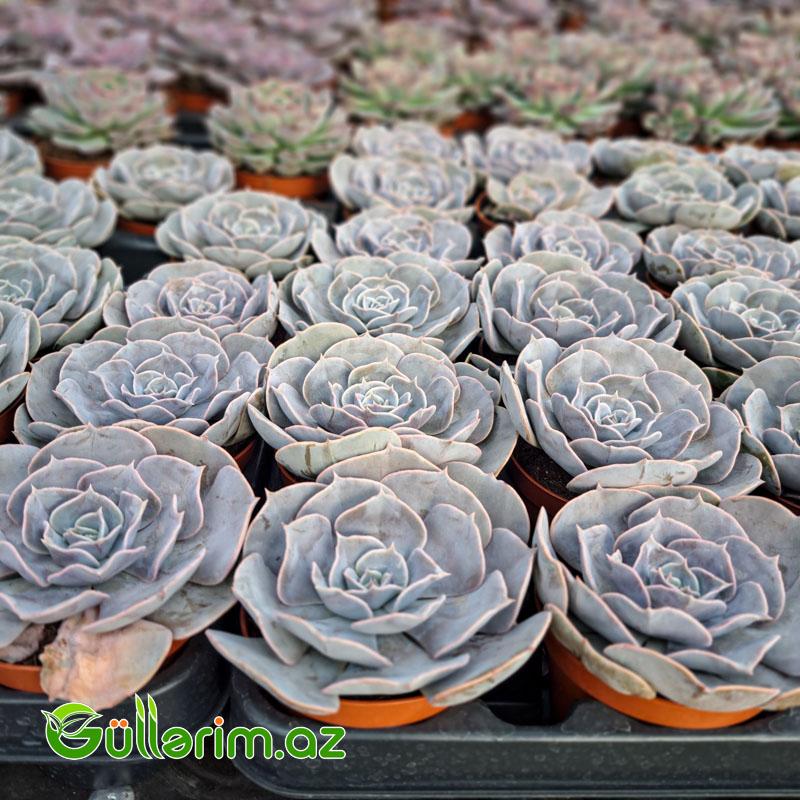 Sukulent (Boz Echeveria)