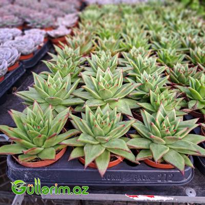 Sukulent (Qırmızı uclu Echeveria)