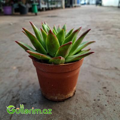 Sukulent (Qırmızı uclu Echeveria)