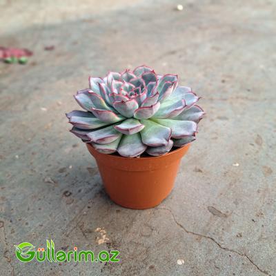 Sukulent ( Echeveria)