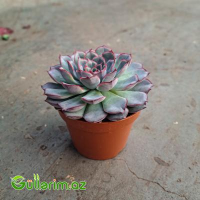 Sukulent ( Echeveria)