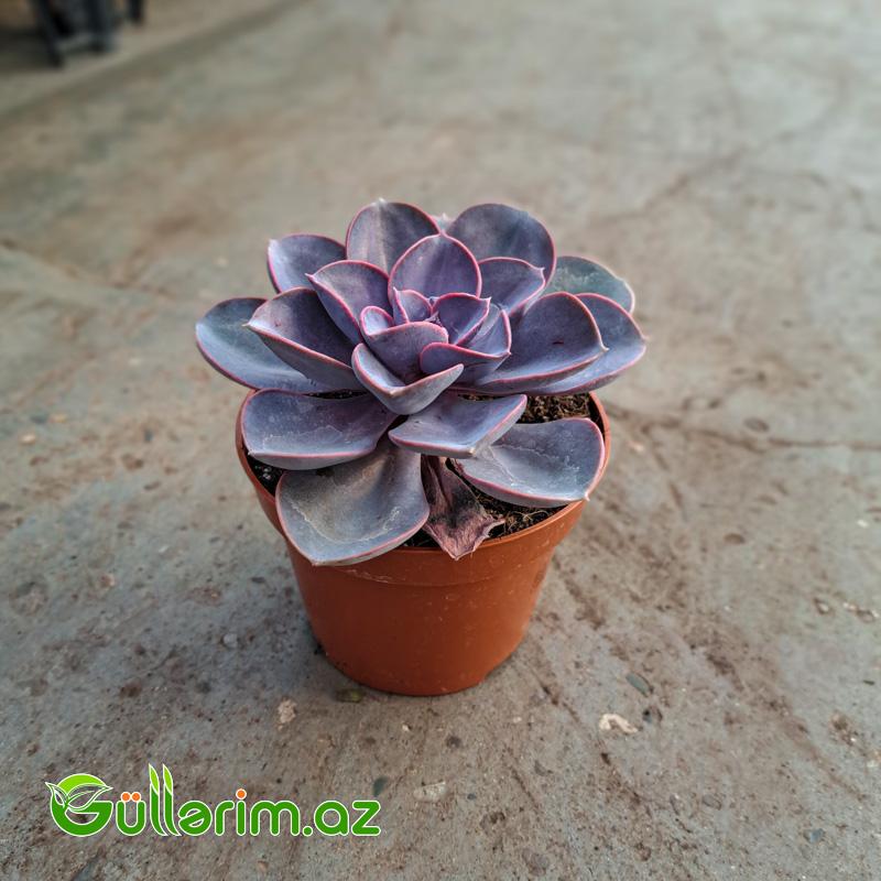 Sukulent (Bənövşəyi Echeveria)