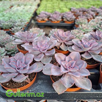 Sukulent (Bənövşəyi Echeveria)