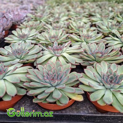 Sukulent (Boz-yaşıl Echeveria)