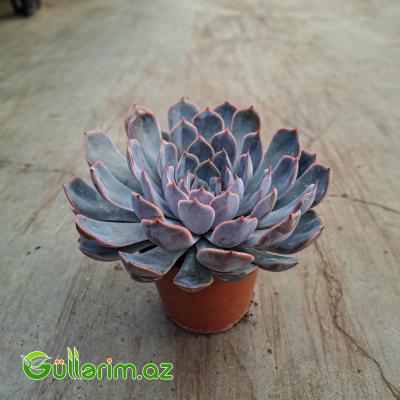 Sukulent (Mavi Echeveria)