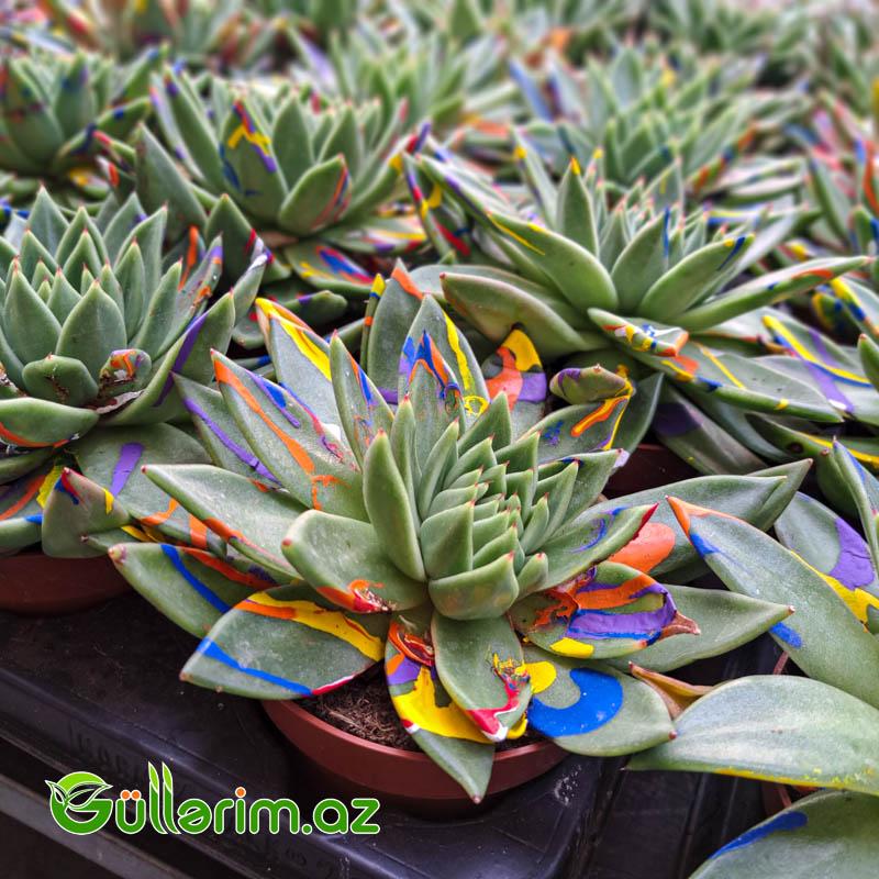 Sukulent (Rəngli Echeveria)