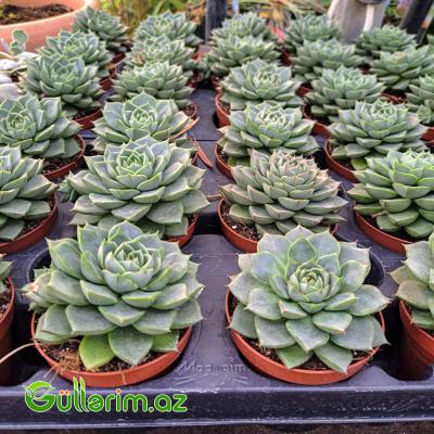 Sukulent (Yaşıl Echeveria)