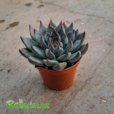Sukulent (Boz Echeveria)