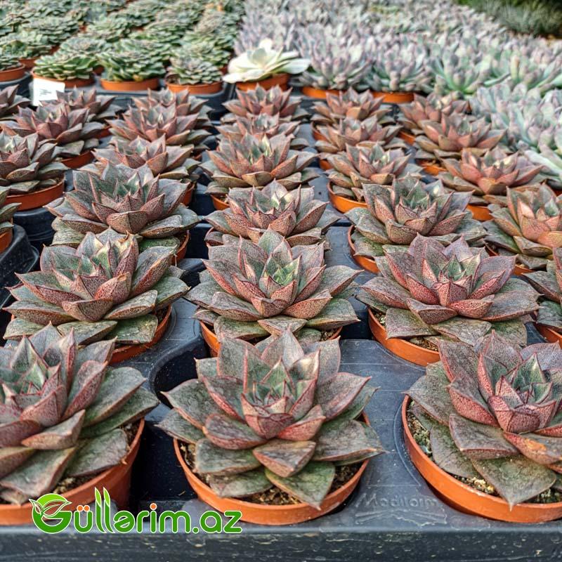 Sukulent (Qara Echeveria)