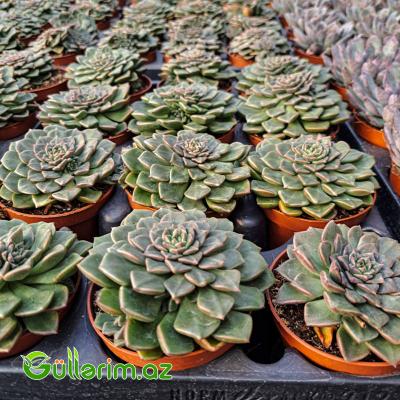 Sukulent (Yaşıl Echeveria)