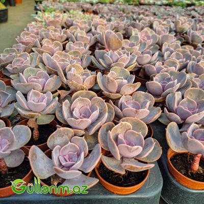 Sukulent (Bənövşəyi Echeveria)