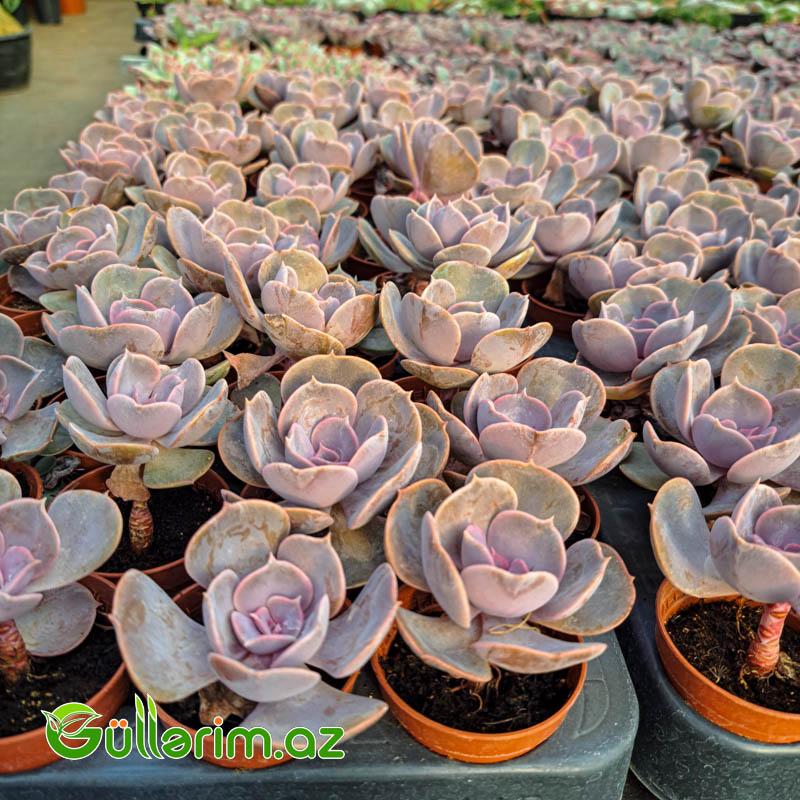 Sukulent (Bənövşəyi Echeveria)