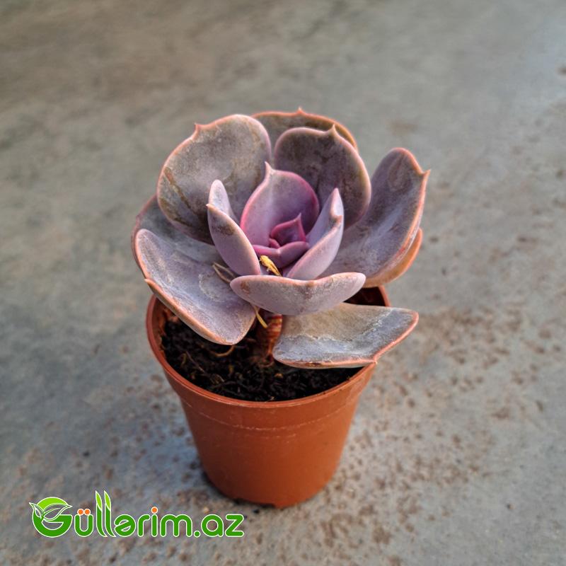 Sukulent (Bənövşəyi Echeveria)