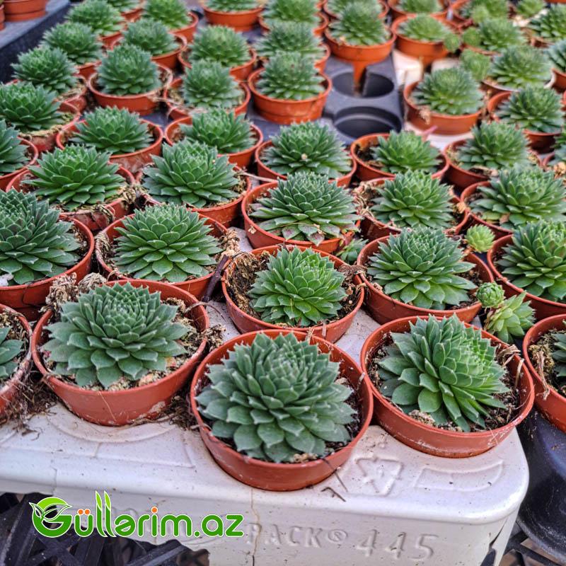 Sukulent (Dağ gülü)