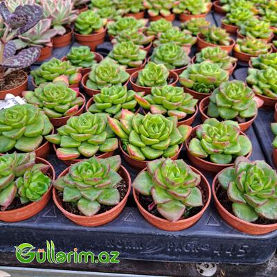 Sukulent (Echeveria növü)