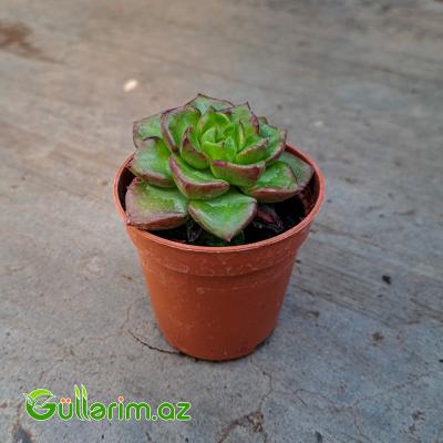 Sukulent (Echeveria növü)