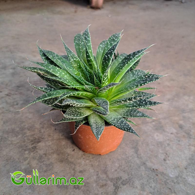 Sukulent (Naxışlı aloe növü)