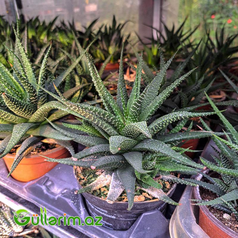 Sukulent (Naxışlı aloe növü)