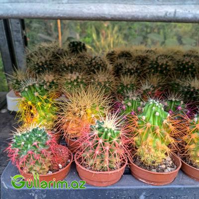 Ferokaktus (Ferocactus latispinus)