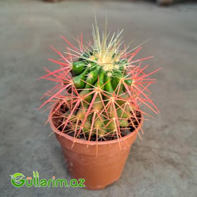 Ferokaktus (Ferocactus latispinus)